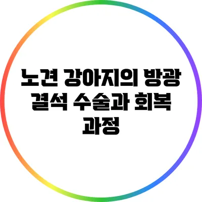 노견 강아지의 방광 결석 수술과 회복 과정