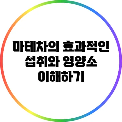 마테차의 효과적인 섭취와 영양소 이해하기