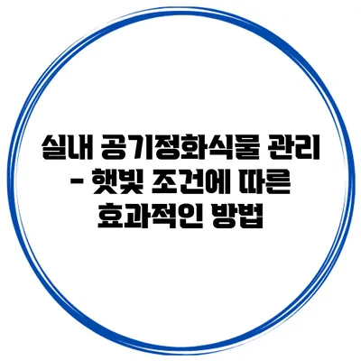 실내 공기정화식물 관리 - 햇빛 조건에 따른 효과적인 방법